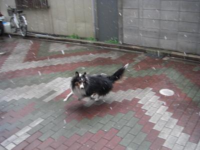 走るラッシュ