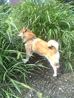 画像 010.jpg
