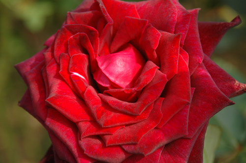 rose39.jpg