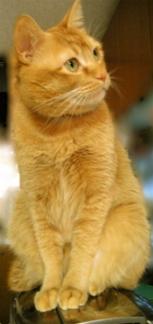 ボクも乗るんだ