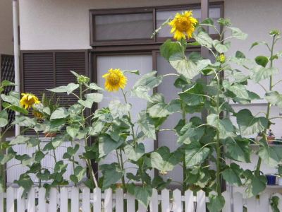 向日葵の咲く家
