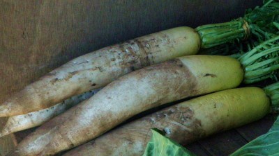 葉付き大根