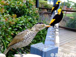 野鳥に餌付け2