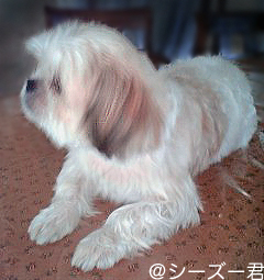 シーズー君4