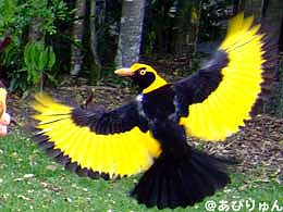 野鳥に餌付け：オライリーの