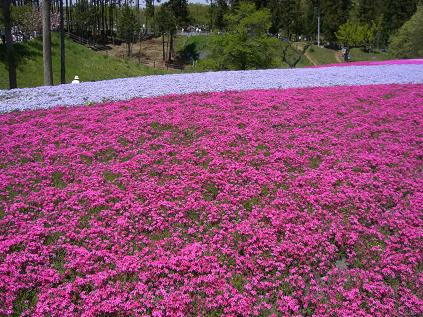 芝桜1.JPG