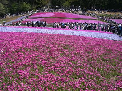 芝桜2.JPG