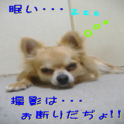 PHOTO174眠い・・・.JPG