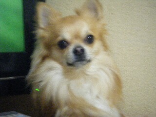 2009_01210011チョコ.jpg