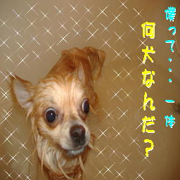 PHOTO528僕って一体何犬なんだ？.JPG