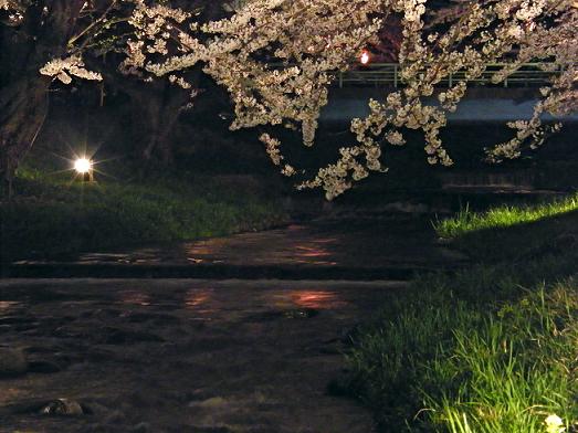 夜桜-5.jpg