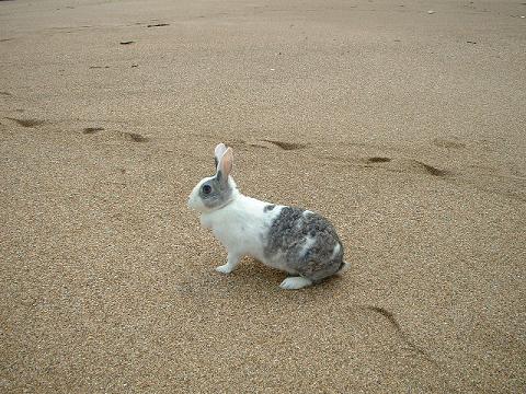 あいちゃんと砂浜.JPG