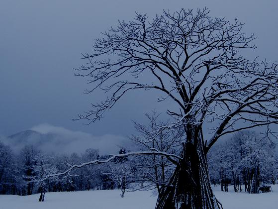 胡桃の木-1.jpg