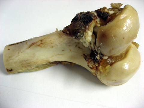 犬の骨のおやつ国産牛骨よかボーン歯磨き効果抜群げんこつがたまらない！