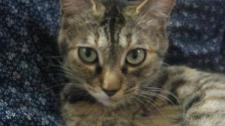 とらねこ「チッピ」のペンション日記