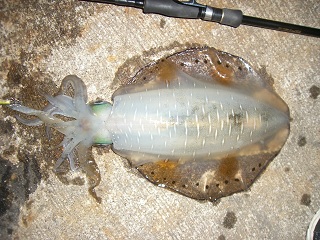 2011 7 23 950g (2).JPG