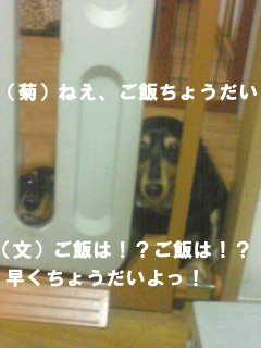 犬はこう言ってるハズ（母の主張）