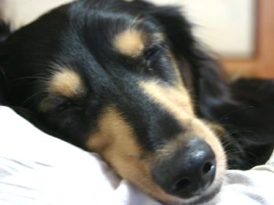 部屋に入った菊