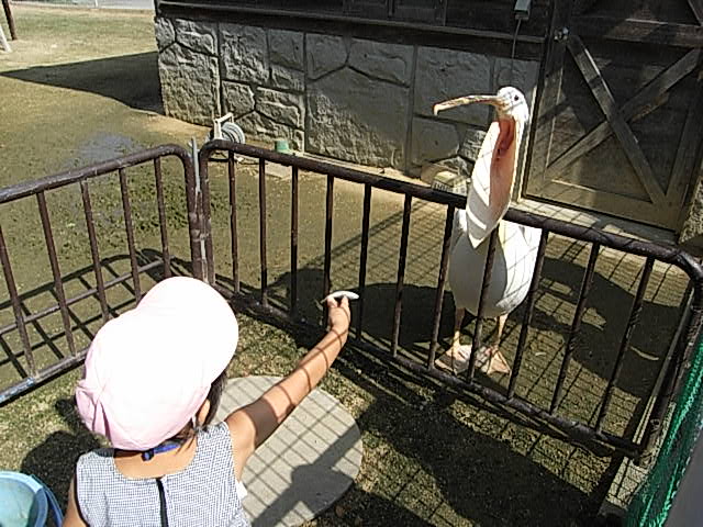 ペリカン