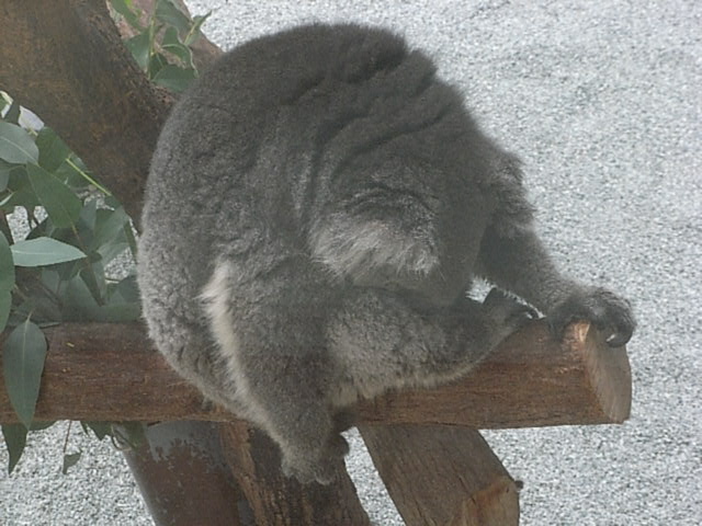 コアラ
