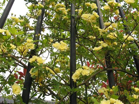 五月の花々 048.jpg