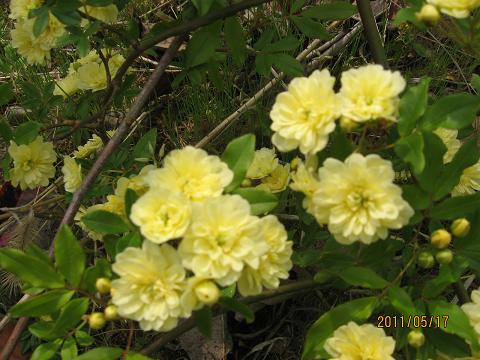 五月の花々 046.jpg