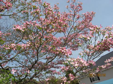 五月の花々 028.jpg