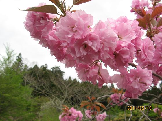 五月の花々 032.jpg