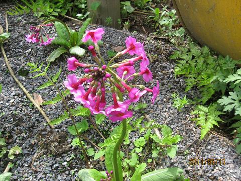 五月の花々 036.jpg