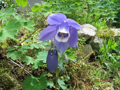 五月の花々 039.jpg