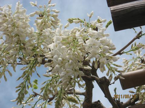 五月の花々 038.jpg