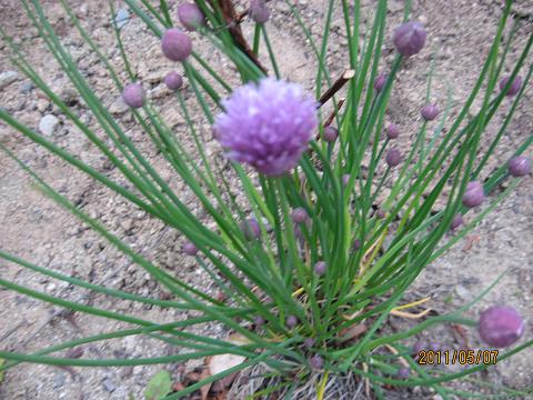 五月の花々 024.jpg