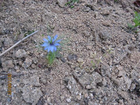 五月の花々 025.jpg