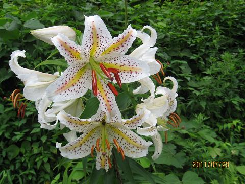 スカイライン 001.jpg