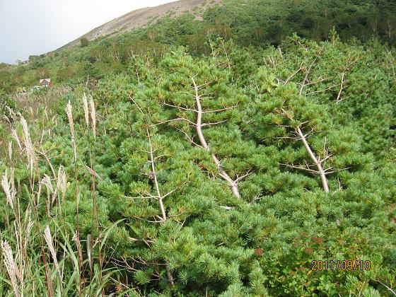 スカイライン 039.jpg