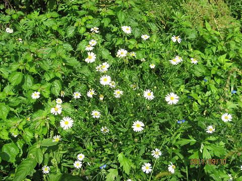 スカイライン 030.jpg