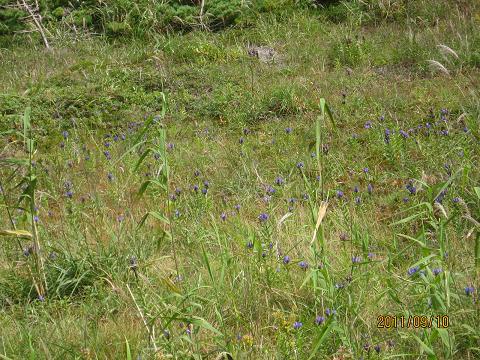 スカイライン 041.jpg