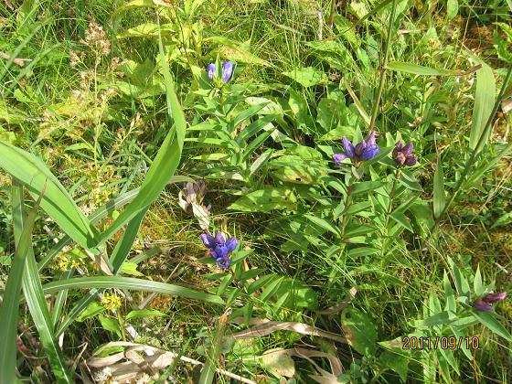 スカイライン 037.jpg