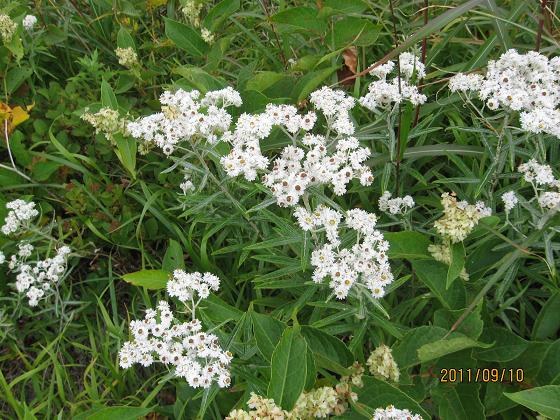 スカイライン 048.jpg