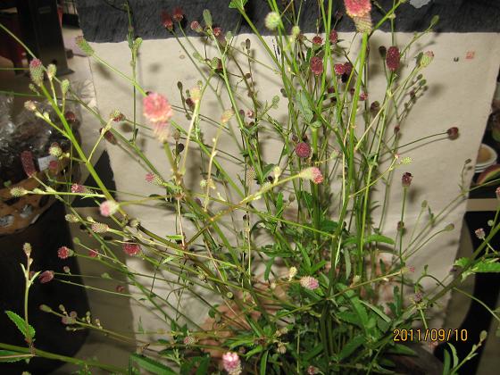 スカイライン 074.jpg