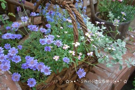 寄植え12.JPG