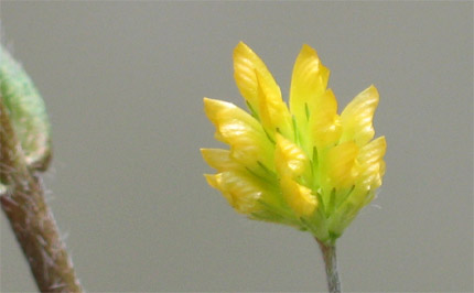 コメツブツメクサ