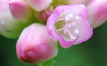 ママコノシリヌグイ