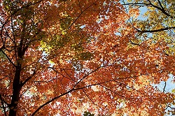 t_DSC_1170.jpg