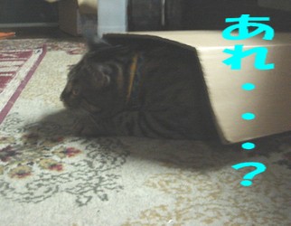 あれ・・・？.jpg