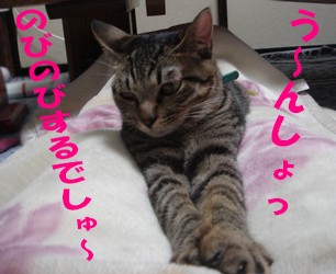 ミル　のびのび.jpg