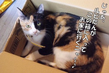 ルビー　箱に入って.jpg