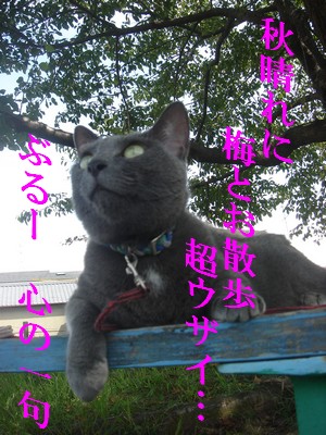ぶー　一句.jpg