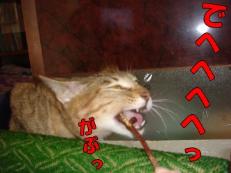 あび　がぶっ.jpg