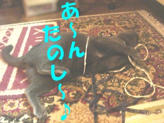 ぶー　たのしー.jpg